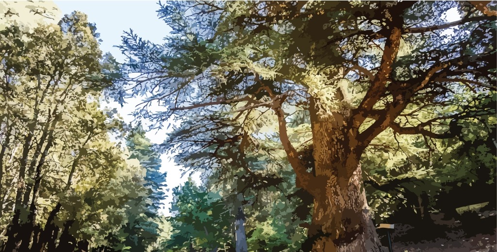 Cedarwood-Atlas-Cedrus-atlantica