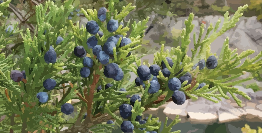 Cedarwood-Virginia-Essential-Oil