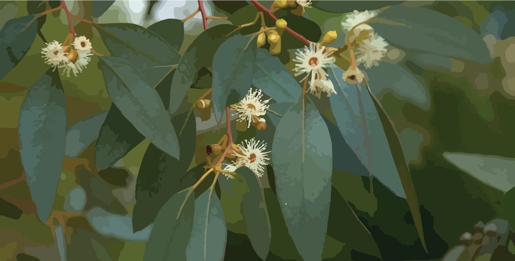 Eucalyptus-Essential-Oil
