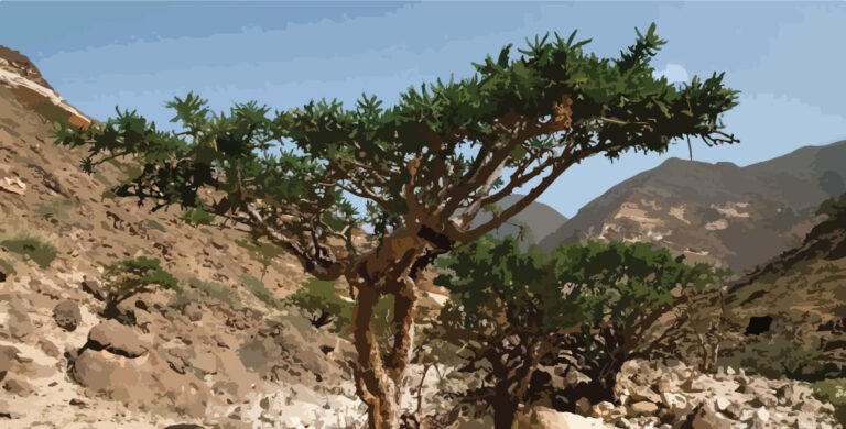 Read more about the article Frankincense Carterii Essential Oil: Complete Guide