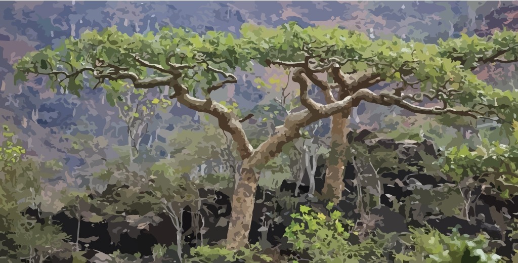 Frankincense-serrata-Essential-Oil-Complete-Guide
