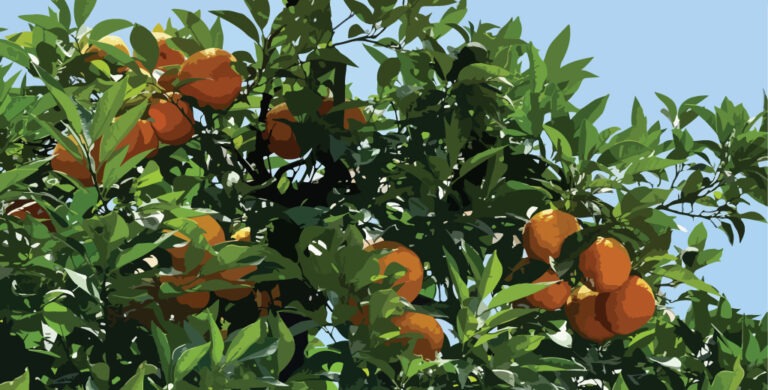 Read more about the article Grapefruit Essential Oil – Complete Guide