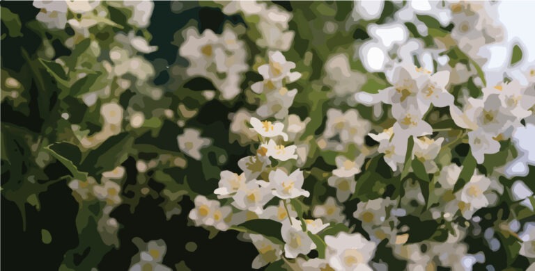 Read more about the article Jasmine Essential Oil – Complete Guide
