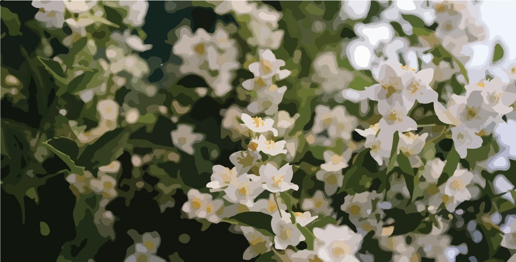 Jasmine-Essential-Oil