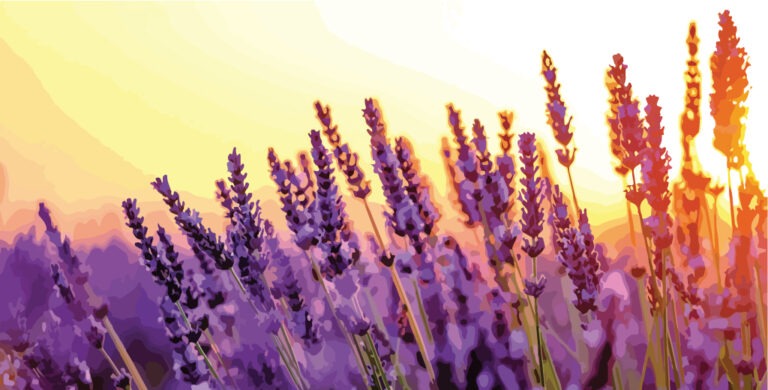 Read more about the article Lavender Essential Oil – Complete Guide