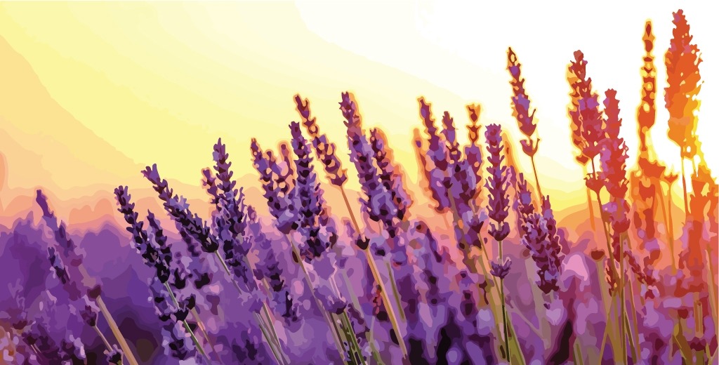 Lavender-Essential-Oil-Complete-Guide