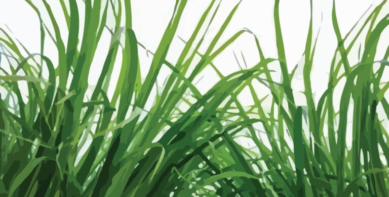 Read more about the article Lemongrass Essential Oil – Complete Guide