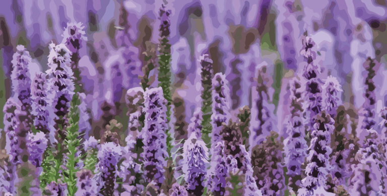 Read more about the article Patchouli Essential Oil – Complete Guide