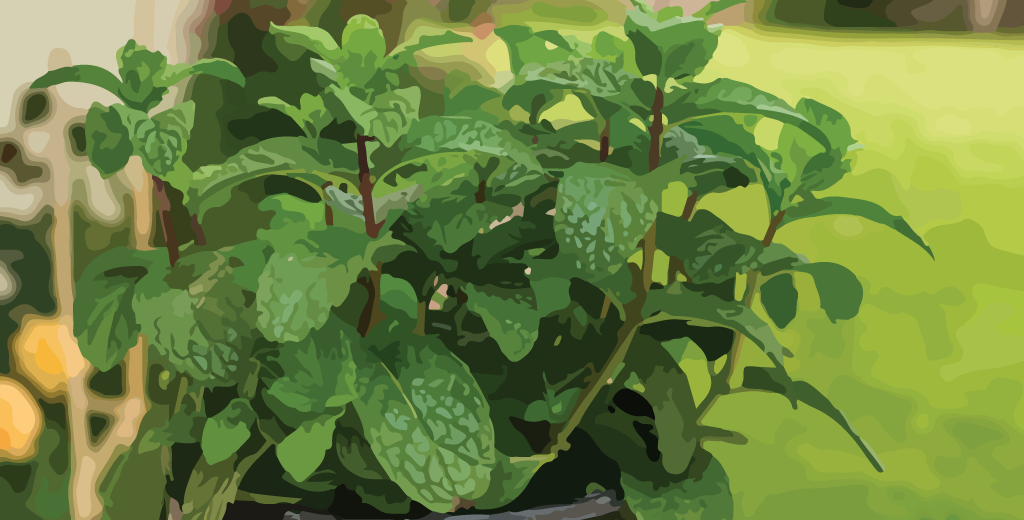 Peppermint Essential Oil – Complete Guide