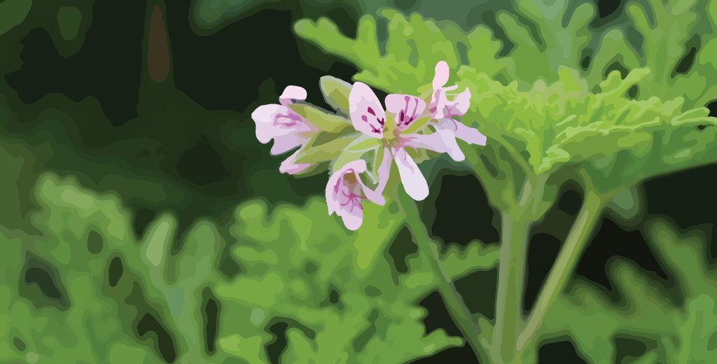 Rose Geranium Essential Oil – Complete Guide