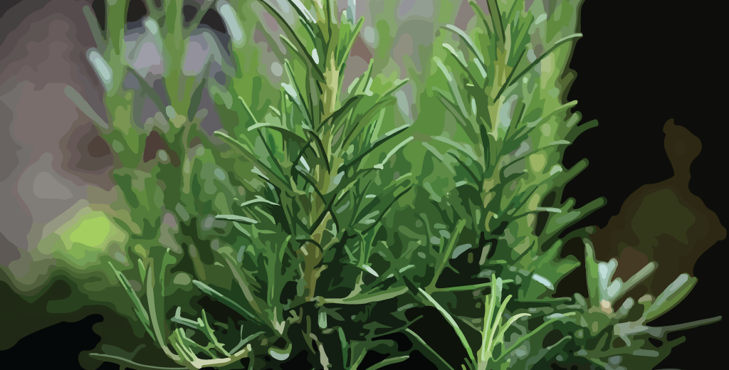 Rosemary Essential Oil – Complete Guide