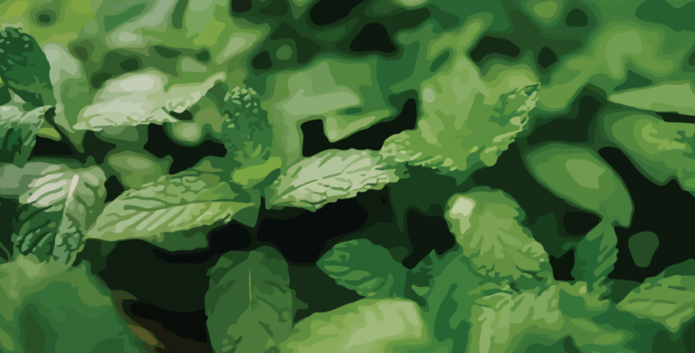 Read more about the article Spearmint Essential Oil – Complete Guide