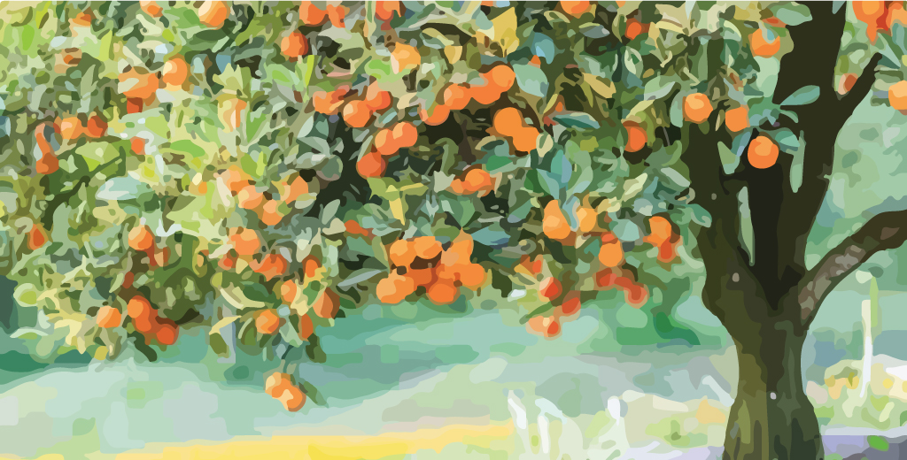 Sweet Orange Essential Oil – Complete Guide