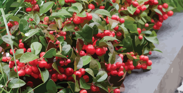 Read more about the article Wintergreen Essential Oil – Complete Guide