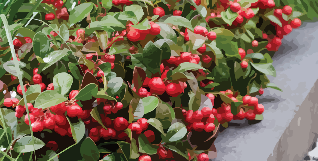 Wintergreen Essential Oil – Complete Guide